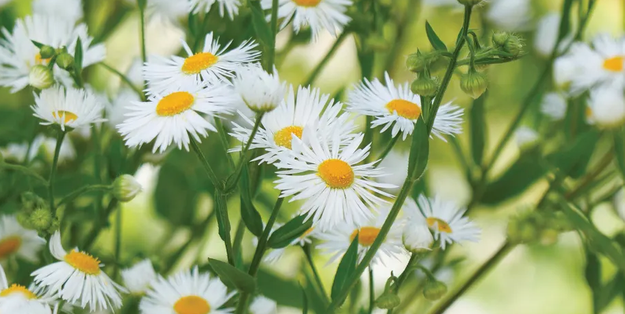 Profile picture of White_Flower